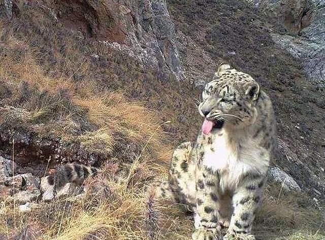 新疆天山1只雪豹，追捕盘羊时脚受伤，竟然跑到牧民家里来求助 - 2