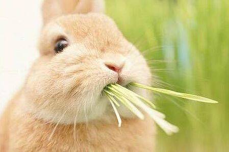 兔子喜欢吃什么草，兔子可以吃的草有哪些 - 1