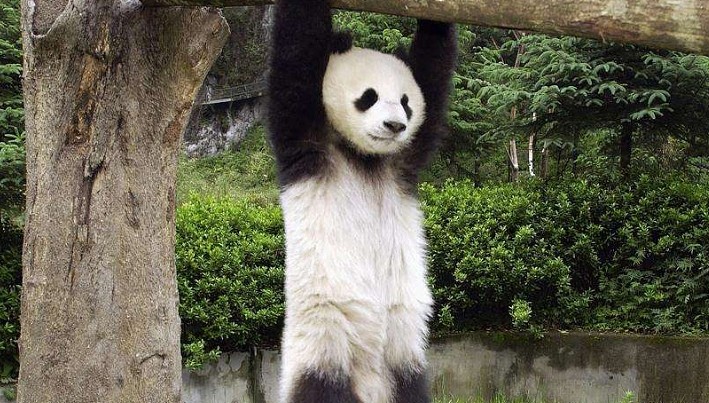 这种动物挑衅大熊猫，却把小命搭了进去，熊猫：今天加菜了吗？ - 1