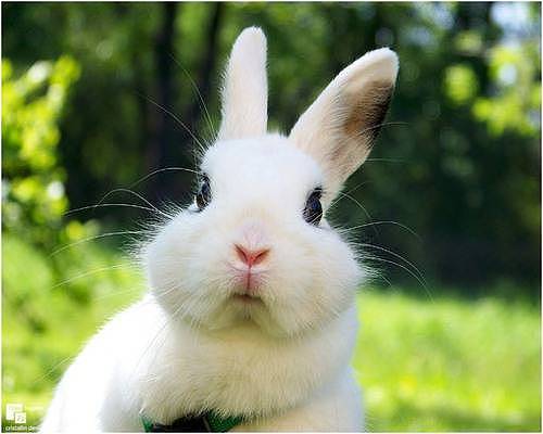 【养宠小知识】成年兔子一天吃多少兔粮 - 1