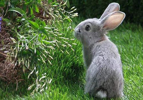 萌兔护理：兔子用球虫什么药，护理感染球虫的兔子的3个方法 - 2