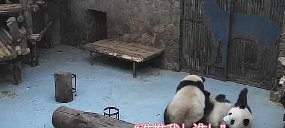 熊猫欲对下铺使坏却发生意外，网友：上铺最担心的事情还是发生了 - 5