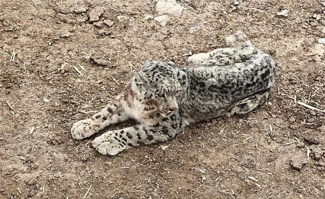 新疆天山1只雪豹，追捕盘羊时脚受伤，竟然跑到牧民家里来求助 - 4