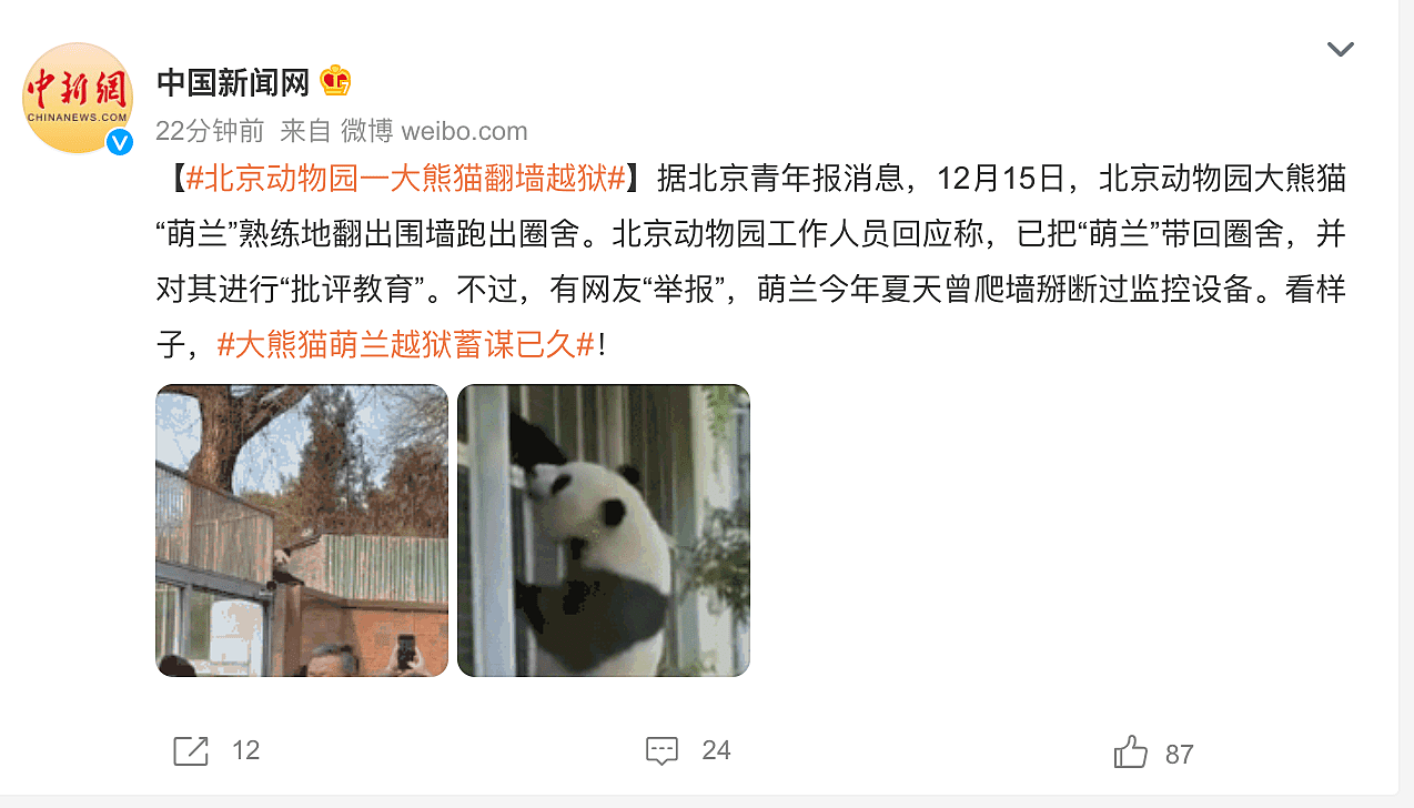 北京动物园一大熊猫越狱，动作行云流水，去年还曾掰断监控 - 9