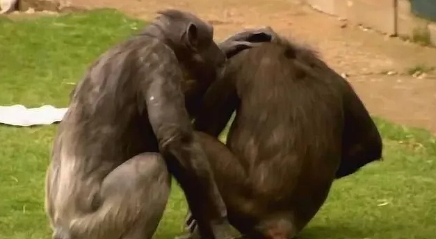 公猩猩给母猩猩按摩，没按几下就不老实了，看完憋住不要笑！ - 1