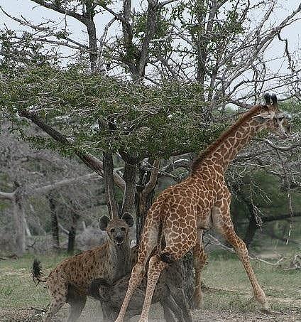 一只落单的幼年长颈鹿惨死于鬣狗群的合力围攻之下 - 2