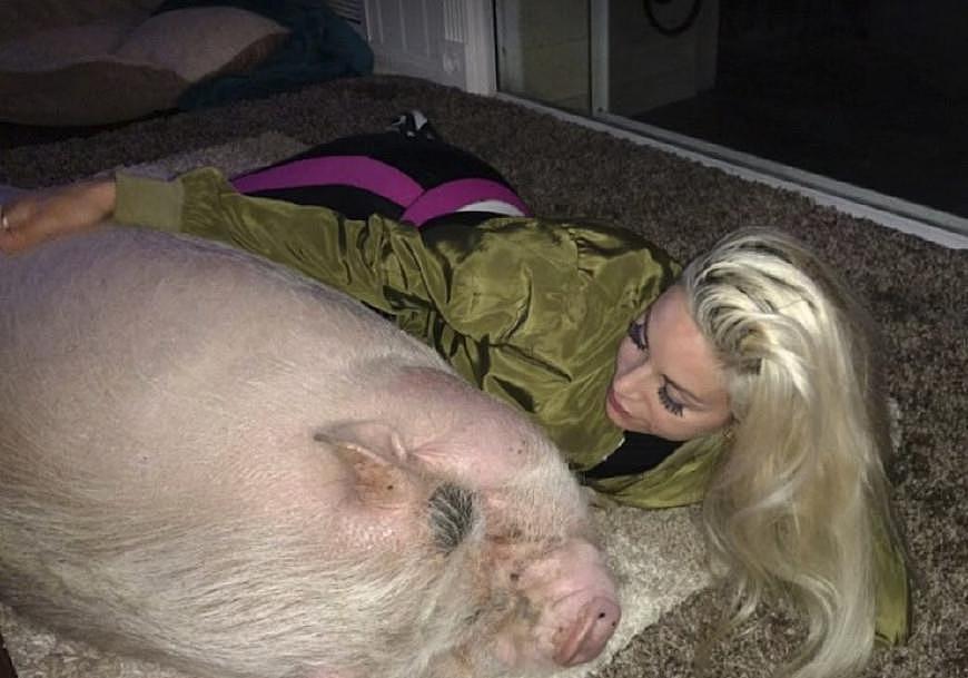 美国女士买了一只“长不大”迷你猪 没想到三年长到二百多斤 - 5