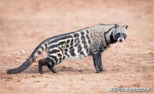 非洲惊现一麝猫，面如浣熊，天生自带香料，遇到天敌就炸毛警告 - 1