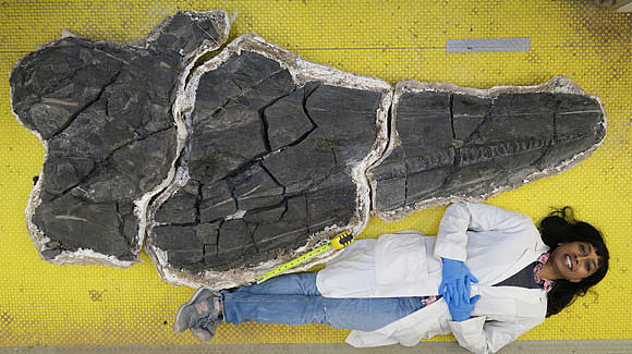 美国内华达州发现2.44亿年前的巨型鱼龙化石 - 2