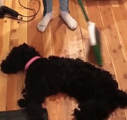理发店用狗毛拼出泰迪形状，拿笤帚扫走时，一旁大黑狗的举动亮了 - 3