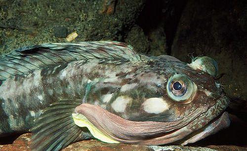 地球上10大最奇怪的海洋动物, 以鲨鱼为食的蟹, 眼睛在头里的鱼 - 2
