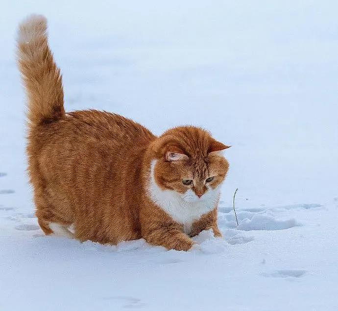 大橘被收养后逆袭成网红猫，被网友称为“梦中情猫”，吸粉无数 - 16