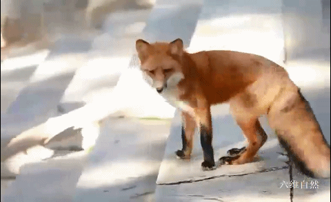 北京潭柘寺出现一只不怕人的赤狐，成为网红“灵狐”，疑似人工养殖的狐狸 - 2