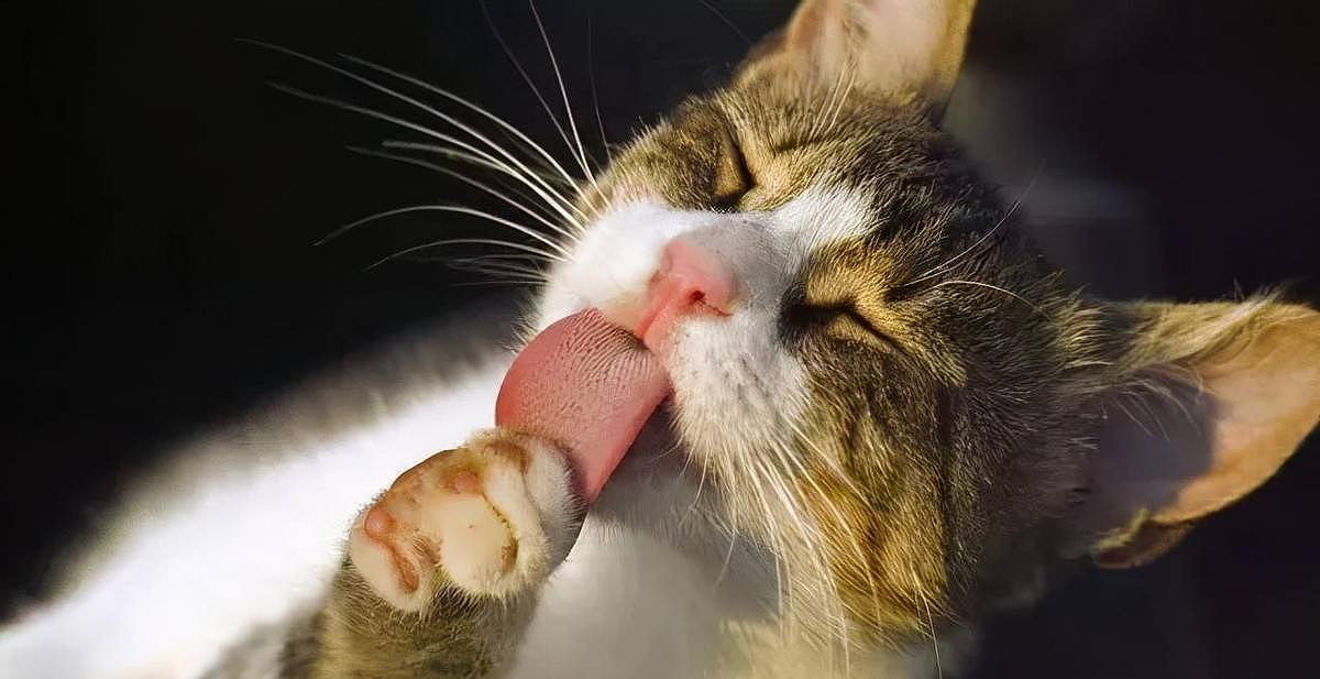 老虎舌头可以舔下半张人皮，是真是假？为何猫科动物舌头满是倒刺 - 4