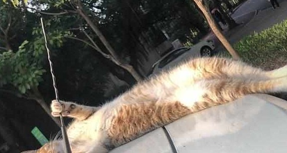 自从摔过一次之后，橘猫每次睡车盖都要抱着天线，喵：是车太滑！ - 3
