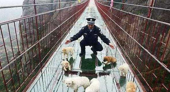 主人带着狗子过玻璃桥，走到一半画风全变，众人笑翻啦 - 3