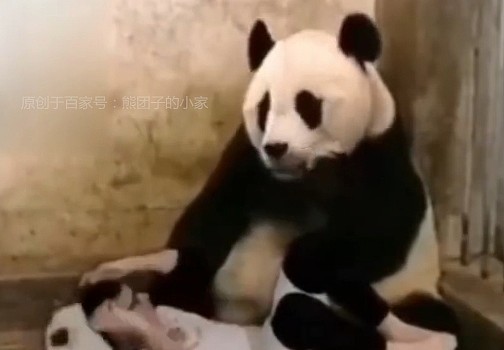 奶爸冒充熊猫宝宝躺在地上，熊猫妈妈发现后，吓得窝窝头都掉了 - 4