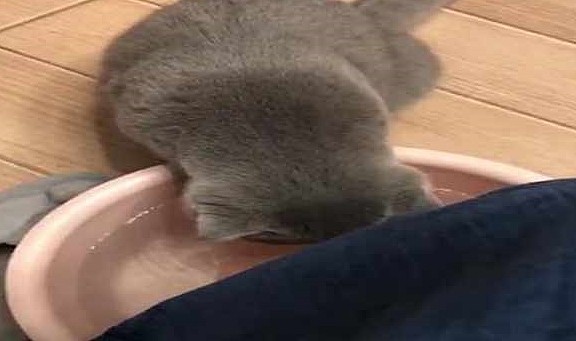 折耳蓝猫喝完网友的洗脚水后，直接哭了起来，不愧是猫界的哈士奇 - 1