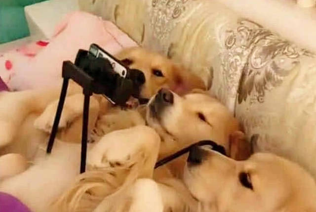 最近三只狗狗“迷”上手机，主人十分发愁：迟早要配近视眼镜了 - 1