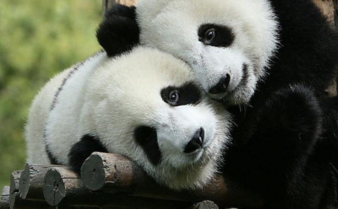 熊猫团子玩嗨了，不想回笼子里，被奶爸直接扛走，小表情太萌了 - 1
