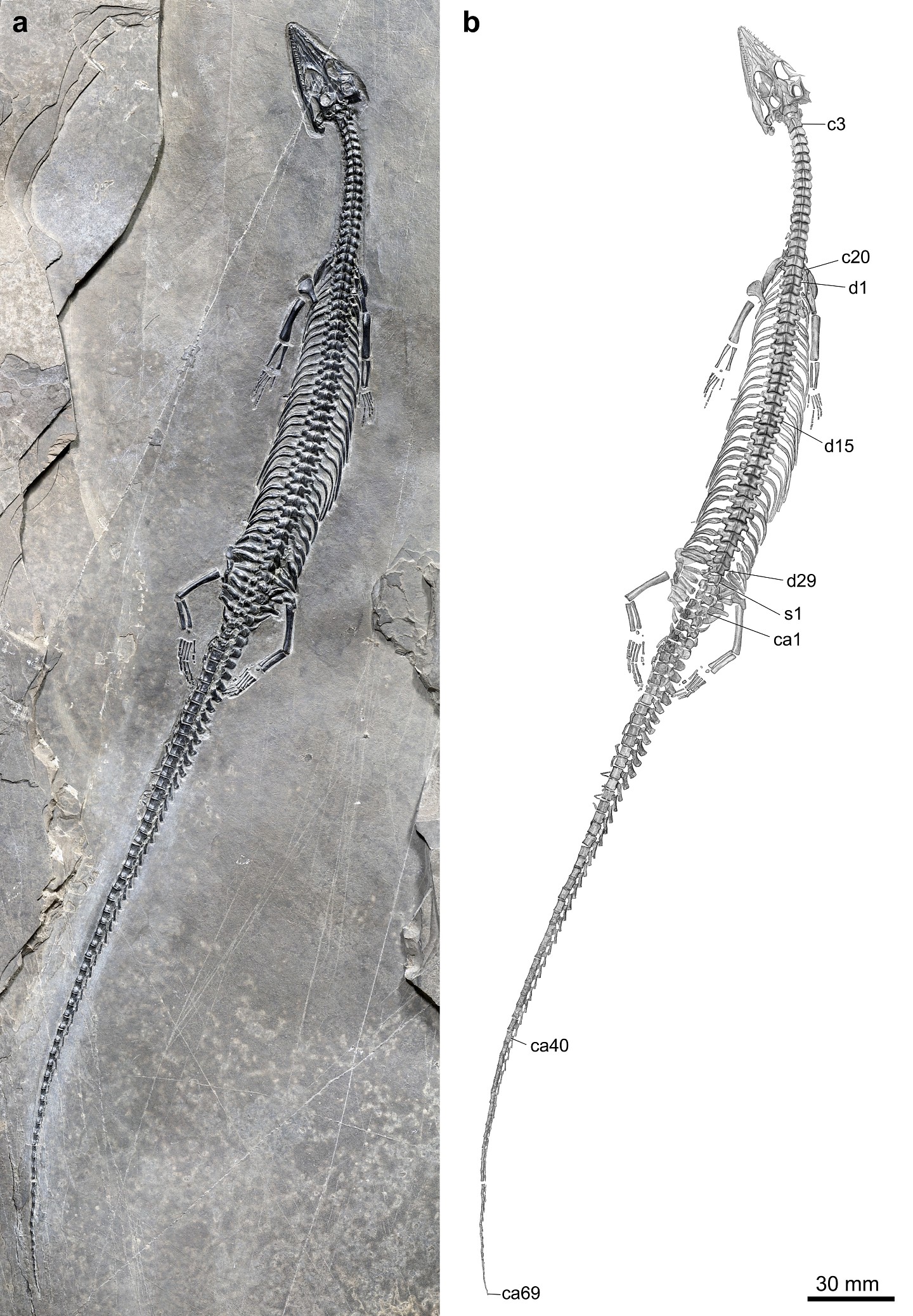 全球尾巴最长、中国最早的肿肋龙科化石首现云南 - 2