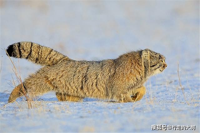 高冷兔狲，每平方厘米9千多根毛，能耐-50℃严寒 - 10