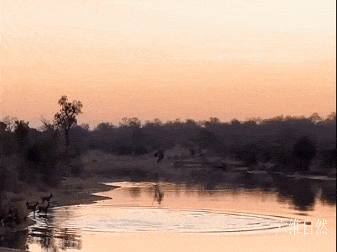 南非一只黑斑羚凭借跳跃躲避过野狗群，又在河中躲避开河马的袭击 - 4