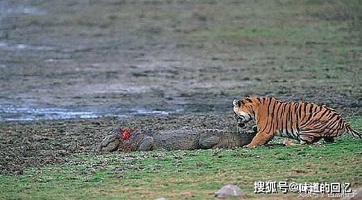 猫科动物如何捕杀鳄鱼？老虎单杀，狮子围攻，美洲豹直接咬碎头骨 - 2