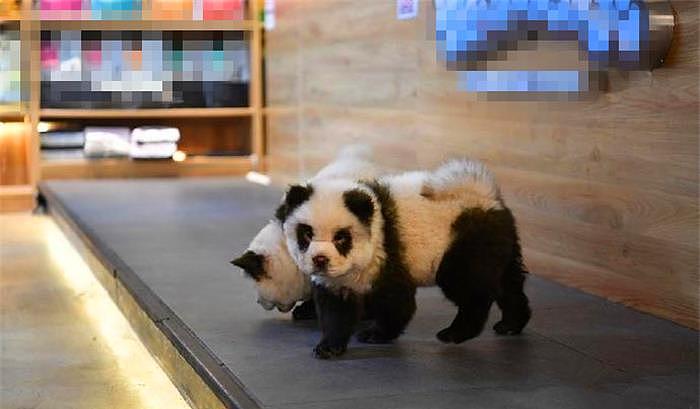 宠物店里竟有多只熊猫？细看才知是被染毛的松狮犬 - 2