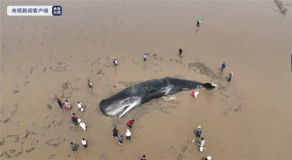 浙江台州海上惊现抹香鲸尸体 或为此前在象山搁浅的那条 - 2