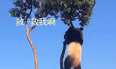 饲养员发现少了一只熊猫，抬头看了眼后腿直打抖：我的亲娘哎 - 4