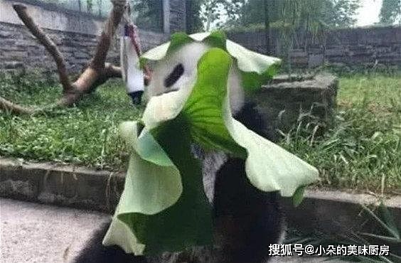 熊猫受不了天气太热，就地取材自制防晒帽，戴上后大爷风范十足 - 2