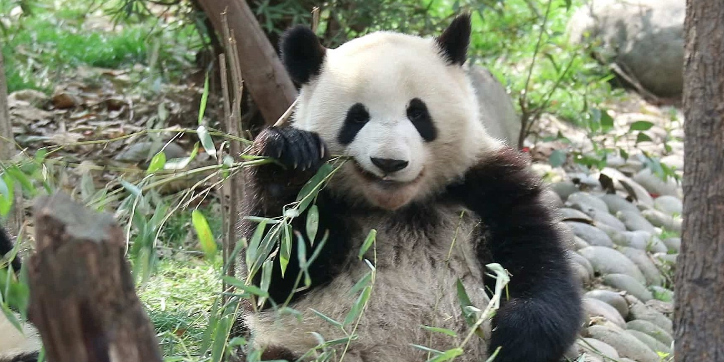 外国友人只是想和熊猫拍个“亲密照”，没想到却被它拒绝了 - 1
