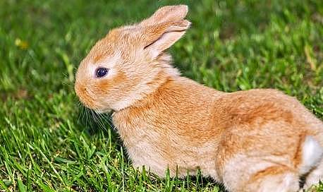 世界上最“自作多情”的宠物，兔子假怀孕你听说过吗 - 4