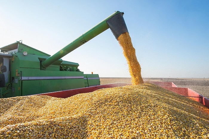 Harvesting-Corn.jpg