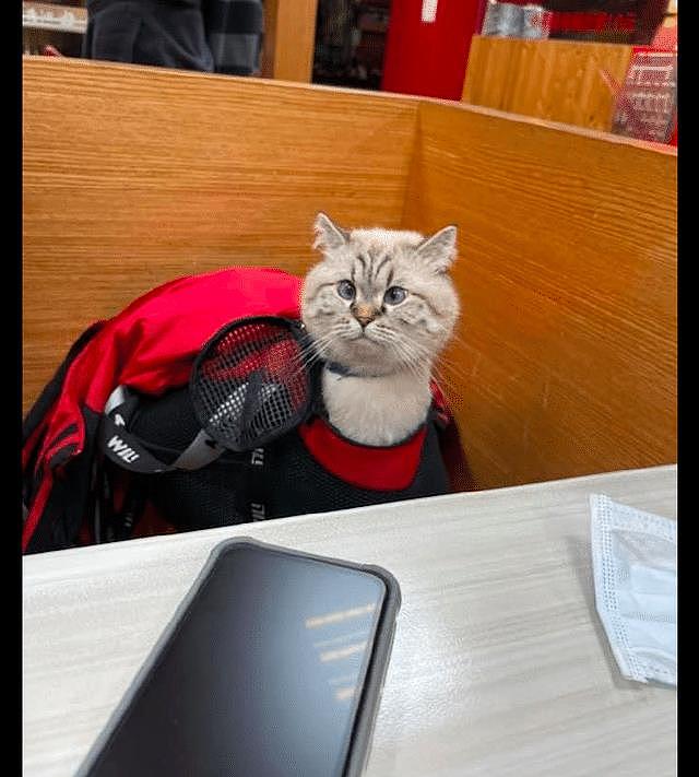 网友带猫咪去餐厅，它伸长了脖子四处张望，好像是一只羊驼啊！ - 1