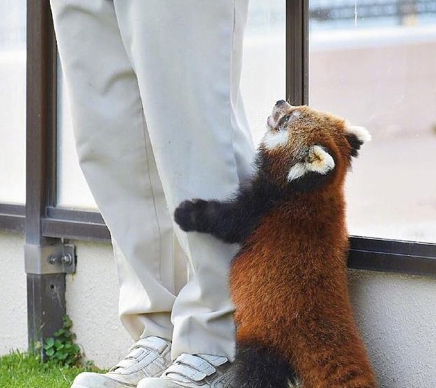 小熊猫求饲养员抱抱，结果被拒绝了……气鼓鼓地站在一边，太萌了 - 5