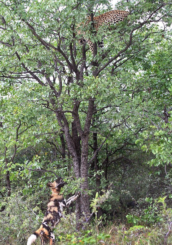 被野犬逼上树顶的花豹 - 10