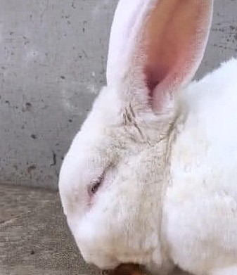 一只兔子竟然喜欢啃鸡腿，难道兔子不是素食动物吗 - 2