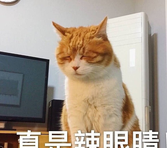 主子给大橘节食，橘猫怒摔饭碗，是时候让蓝猫出场啦 - 4