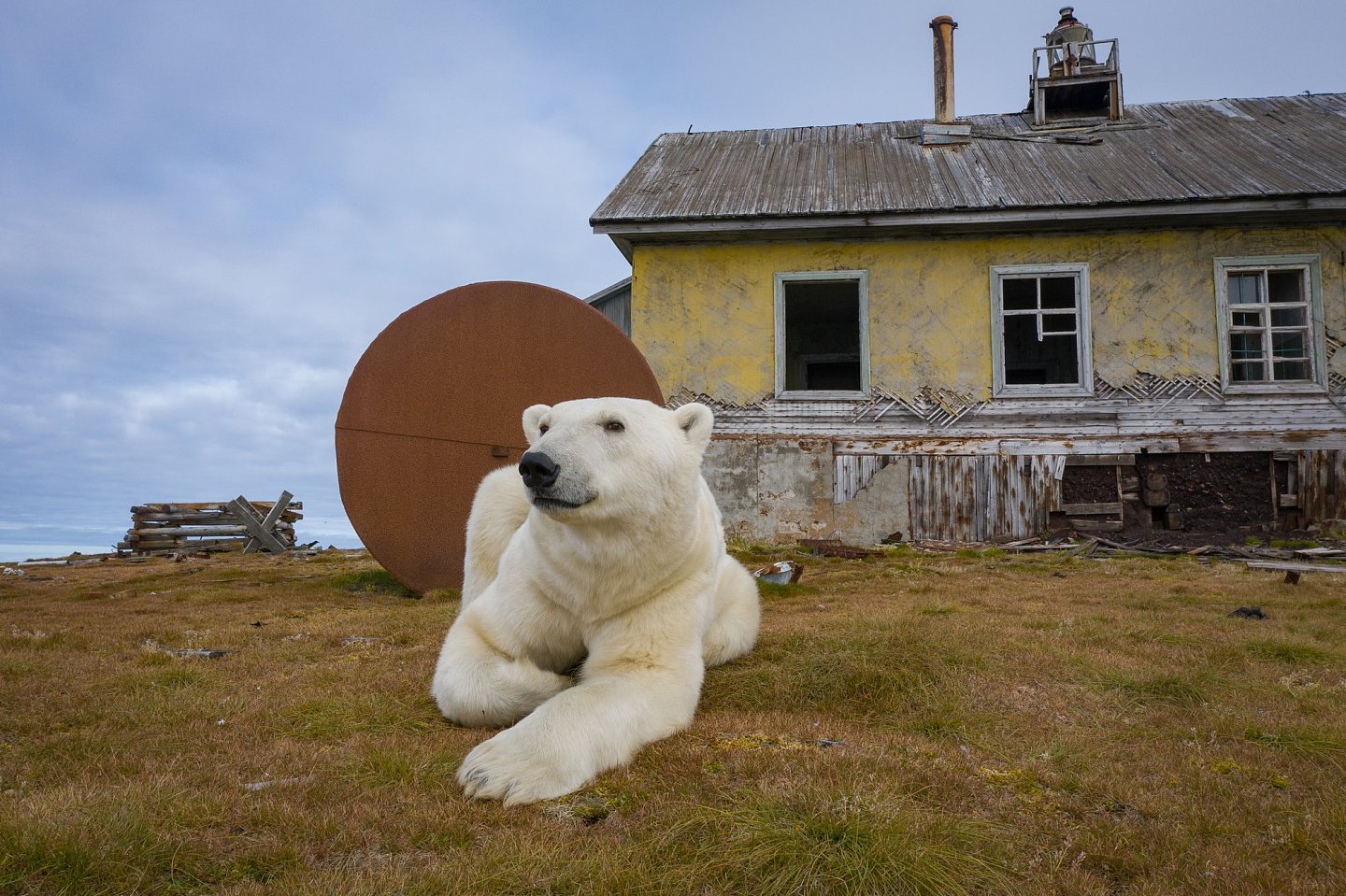 [组图]北极熊占领了废弃岛屿并搬进了空房子里 - 17