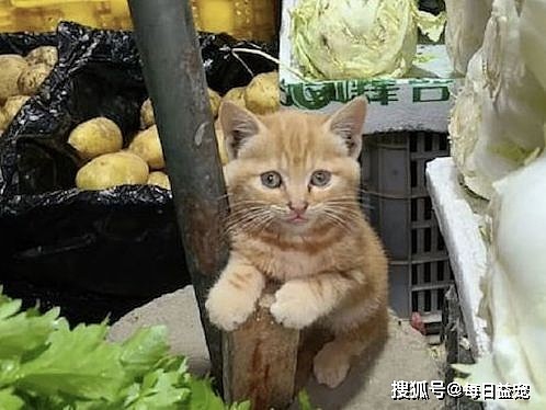 小猫坐在菜摊中央，胆怯怯的样子太可爱，看来应该是第一次营业！ - 5