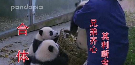 熊猫看到奶妈搞卫生，疯狂聚集过来，网友：场面一度非常混乱！ - 5