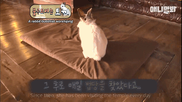 韩国最“佛系”兔子！拜佛两年斩断前尘，戒掉了胡萝卜世俗的欲望 - 10