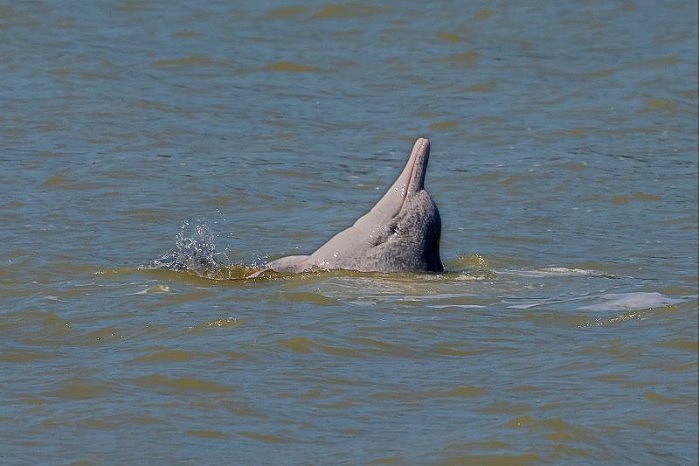 福建霞浦：国家一级保护动物中华白海豚现身 - 1
