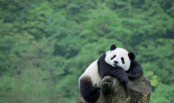 千万不要逗熊猫，否则你身后会后悔，它可能会以身相许 - 3