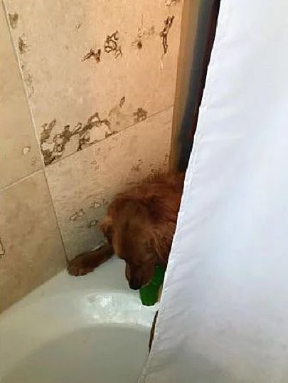 铲屎官去洗澡，狗狗总偷偷跟进去，还叼来玩具…… - 2