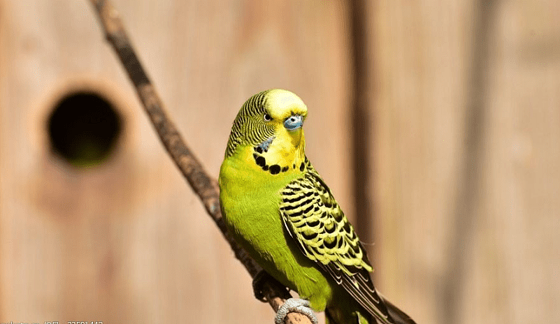 养鸟法则：鹦鹉单眼伤风传染其他鸟吗 鹦鹉的单眼伤风会传染吗？该怎么办 - 2