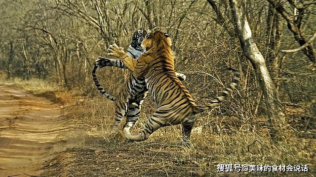 不吹不夸，从7个维度分析老虎狮子、棕熊之间的战力，强弱很明显 - 7