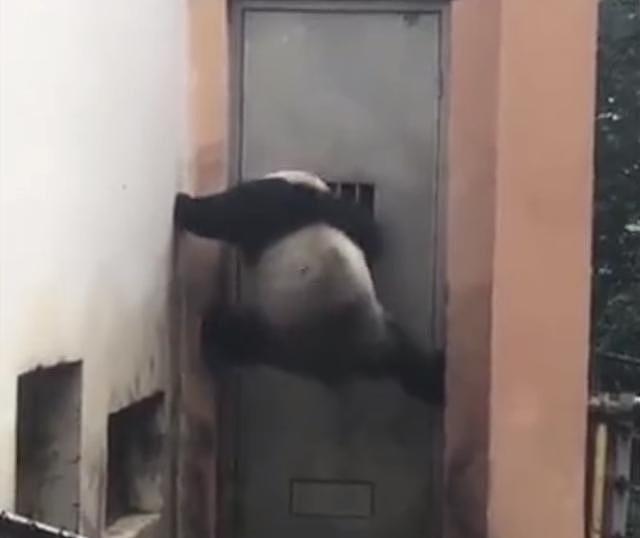 “熊猫”爬门越狱，然而门太高，下一秒让它怀疑熊生！ - 3